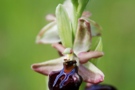 Ophrys mammosa